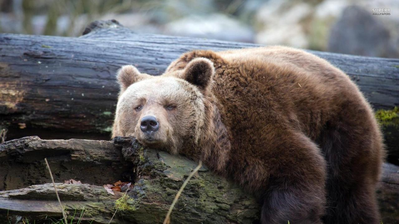 فندق Lazy Bear جيزيرسي المظهر الخارجي الصورة